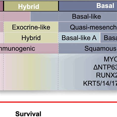 Transcriptomic Subtype Classifications And Surrogate Markers Of Pdac Download Scientific