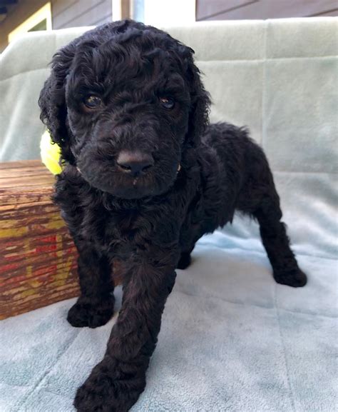 Labradoodles In Oregon