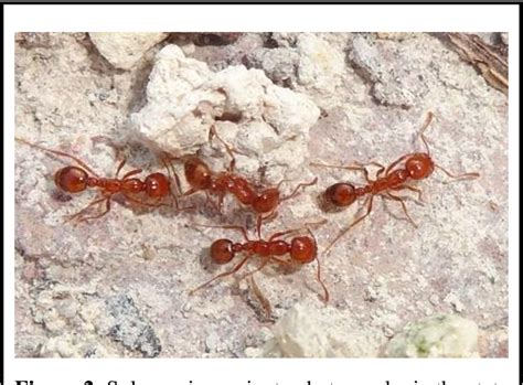 Figure 2 From Immunotherapy In Anaphylaxis By Tropical Fire Ant Sting