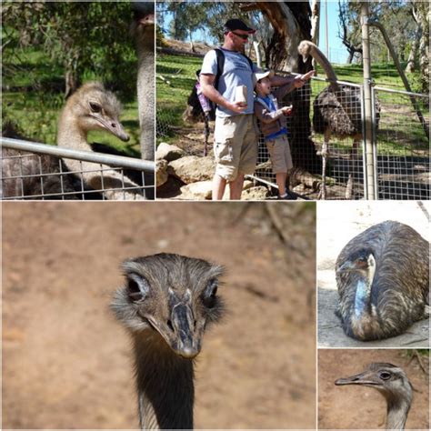 Gorge Wildlife Park | Cudlee Creek - What's on for Adelaide Families & Kids