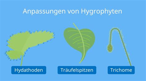 Hygrophyten Definition Aufbau Und Anpassung Mit Video