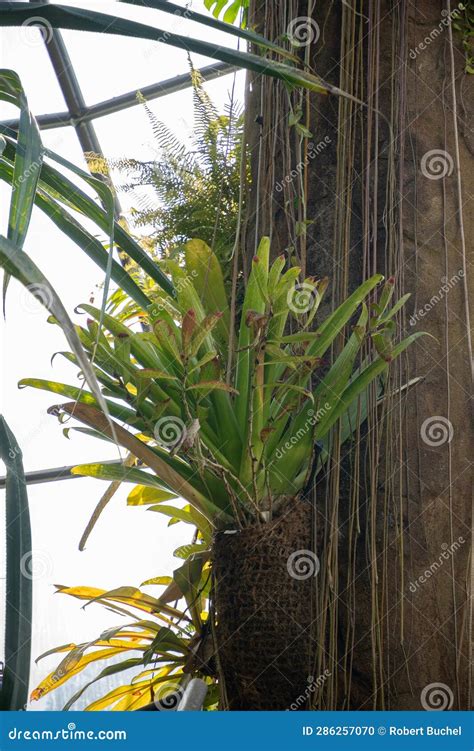 Yellow Meranti or Shorea Faguetiana Tree in Zurich in Switzerland Stock ...