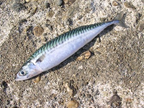 Le Maquereau Commun Poisson De Mer