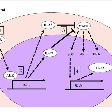 The Dichotomous Role Of The Il 33st2 Axis In Inflammatory Diseases