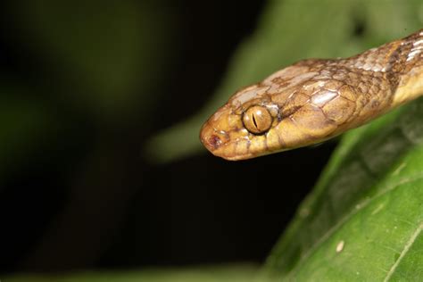 Cat Eyed Snakes From R O Palenque Ecuador On May At Pm