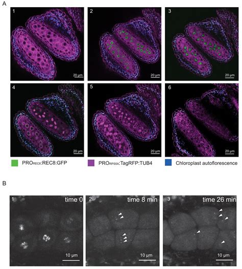 Live Cell Imaging Of Meiosis In Arabidopsis Thaliana Elife