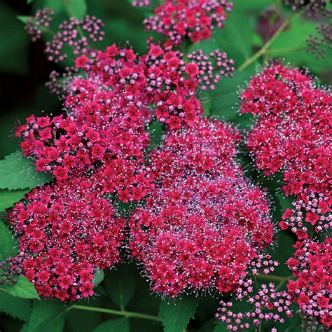 Double Play® Red Spiraea 4 Pot Proven Winners Hirts Gardens