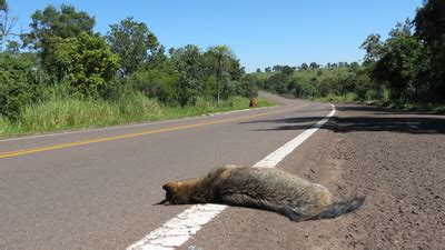 Atropelamento de animais silvestres em rodovias chega a 450 milhões por