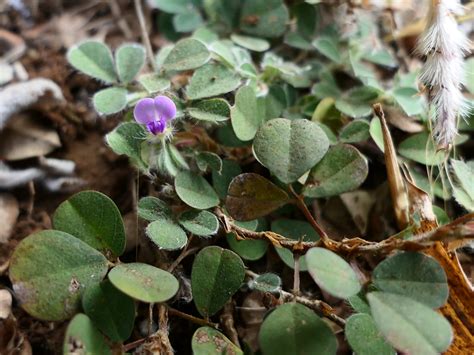 Desmodium Triflorum L Dc Dinesh Valke Flickr