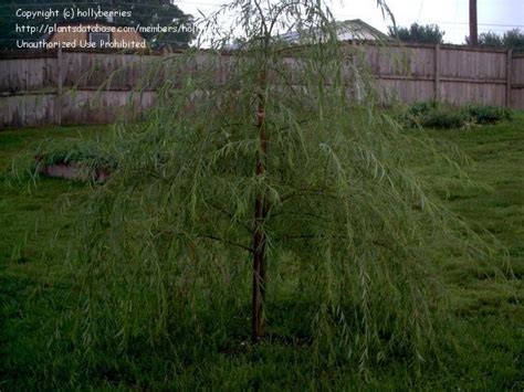 Plantfiles Pictures Salix Species Babylon Willow Pendulous Willow