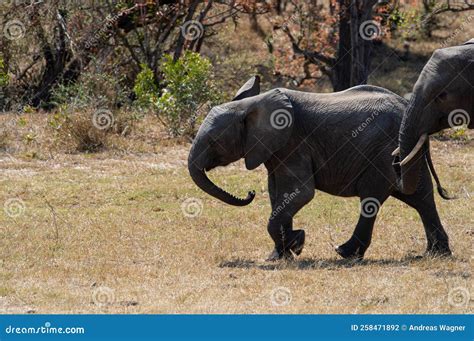 Elefante Africano En El Parque Nacional De Kruger Foto De Archivo