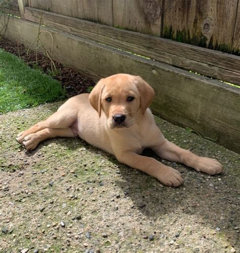 Chip Lying In Yard Monterey Bay Lab Rescue