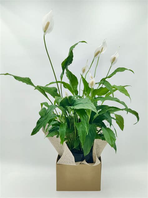 Deliver A Large Peace Lily Plant In Melbourne Symbol Of Serenity