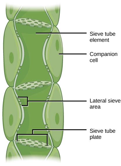 What is the Difference Between Sieve Cells and Sieve Tubes - Pediaa.Com