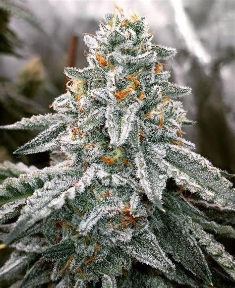 Runtz Seeds for Sale | Marijuana Strain | Seed Bank