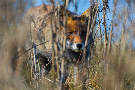 Tips that helped improve my wildlife photography - Brunette at Sunset