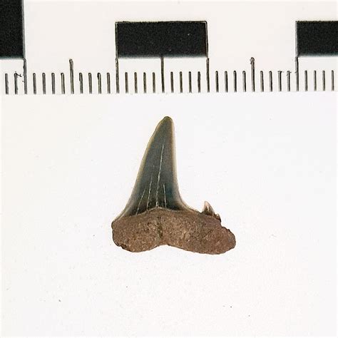 Home – Shocking Shark Teeth – myFOSSIL