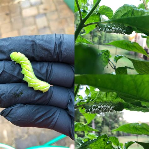 I Think A Tomato Hornworm But Whats The White Eggs Piedmont Of Nc Rwhatsthisbug