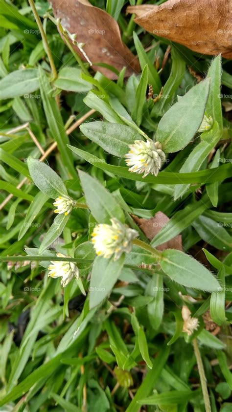 Fantastis 13 Gambar Bunga Dan Rumput Gambar Bunga Indah