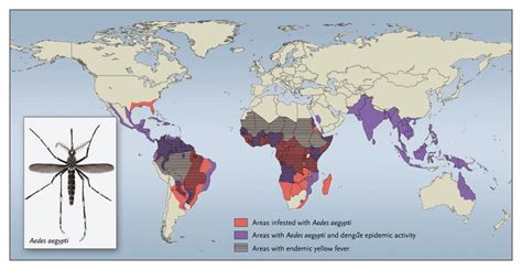 Dengue And Yellow Fever — Challenges For The Development And Use Of