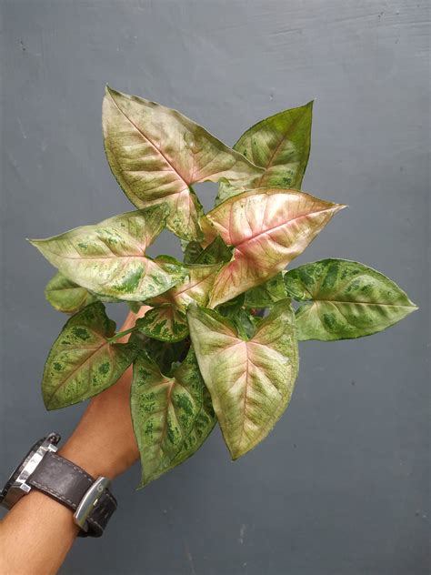 Syngonium Christmas a. k. a Maria Allusion – Giant Tropical Nursery