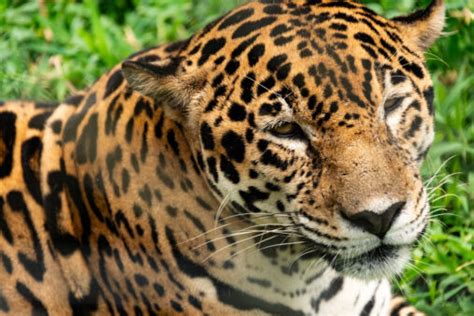 Rare Jaguar Sighting in Arizona Sparks Urgent Call to Action for ...