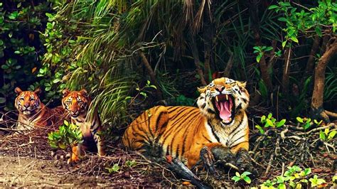 সুন্দরবনে বাঘ যে কারনে খালে সাঁতার কাটে । Sundarban Tiger Attacks । Bd