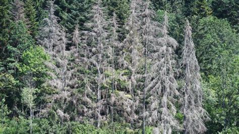 Una parte de Europa sufre fuerte sequía por la falta de lluvia y el calor