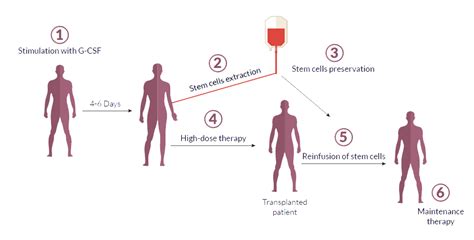 Stem Cell Transplant Myeloma Patients Europe