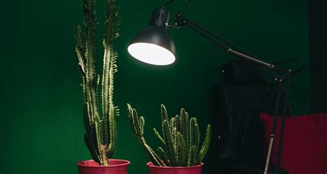 Setting Up Artificial Lights For Indoor Plants