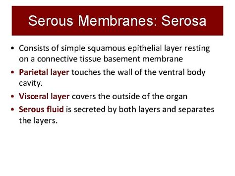 Chapter 5 Integumentary System Body Membranes Epithelial Membranes