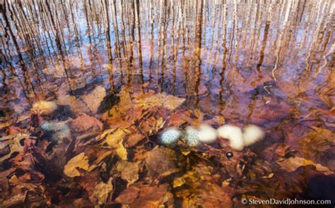 Salamandersa Sure Sign That Spring Is Coming Virginia Dwr