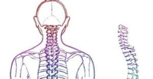 Cu Nto Tarda En Curarse Un Latigazo Cervical Una Gu A Informativa