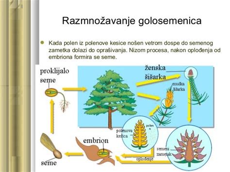 Golosemenice