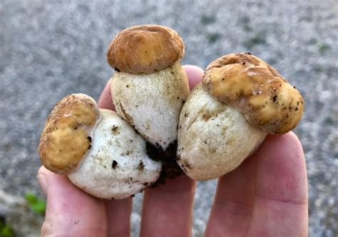 Premium Photo Cropped Hand Holding Mushrooms Outdoors
