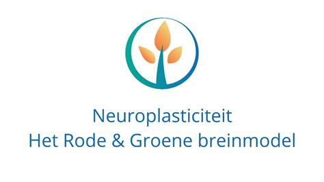 Neuroplasticiteit Het Rode Groene Brein Model Youtube