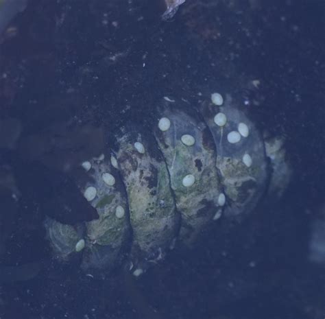 Chitons from Central Coast NSW, Australia on October 1, 2020 at 02:47 ...