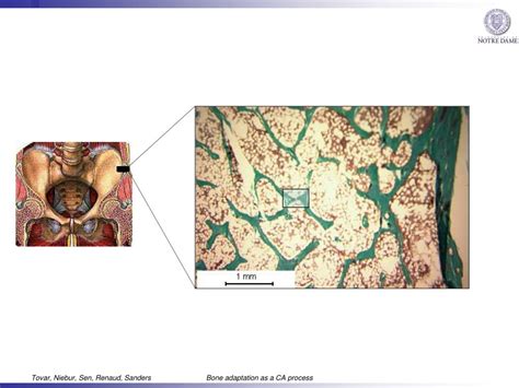 Ppt Bone Structure Adaptation As A Cellular Automaton Optimization