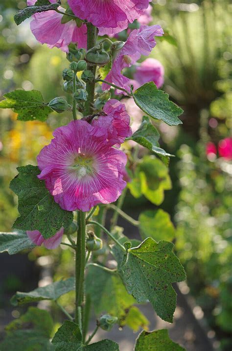 Blühende Stockrose pinkfarben Alcea Bild kaufen 13665561