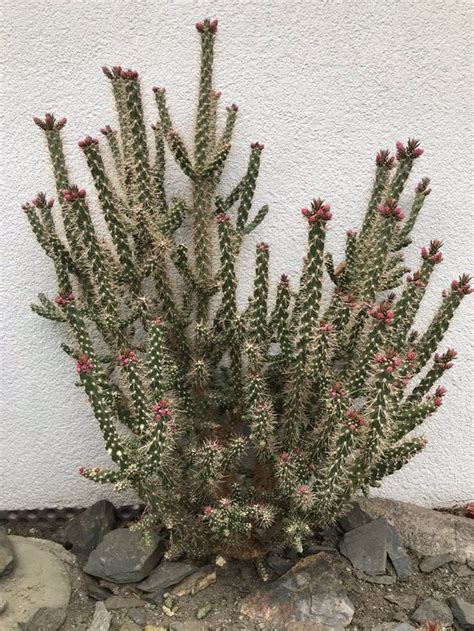 5 Sorten 10 Stecklinge Opuntien Kakteen für den Garten Kaufen auf