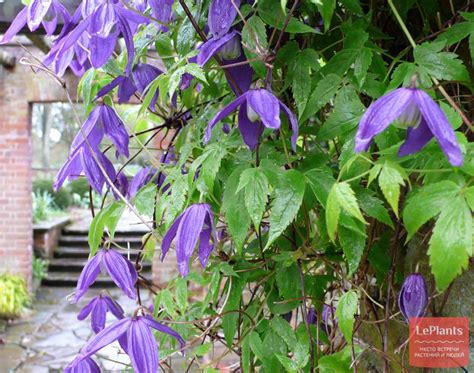Клематис альпийский (Clematis alpina) — описание, выращивание, фото ...