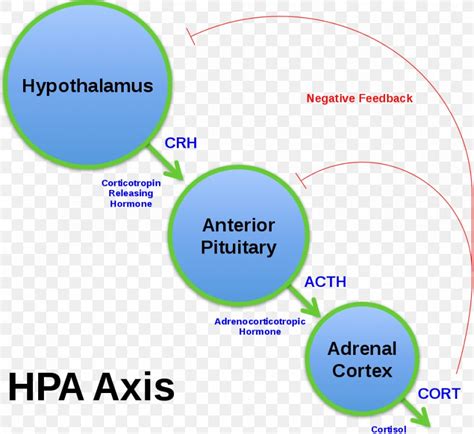 Corticotropin Releasing Hormone Adrenocorticotropic Hormone Releasing