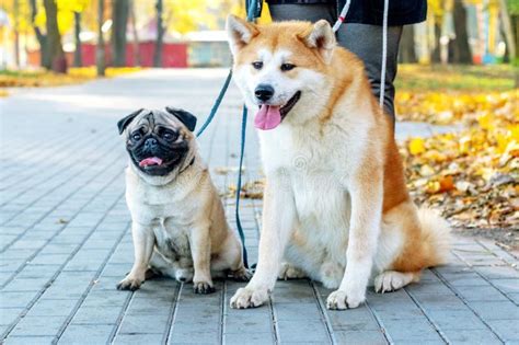 Two Dogs Of Breed Pug And Akita In The Autumn Park While Walking Near