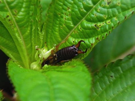 Gaearwig On Leaf Pincher Bug Gardensall