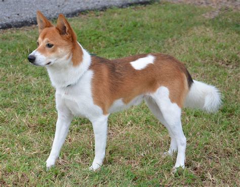 Basenji Shiba Inu Mix | Beautiful dogs, Cute dogs images, Sleeping dogs