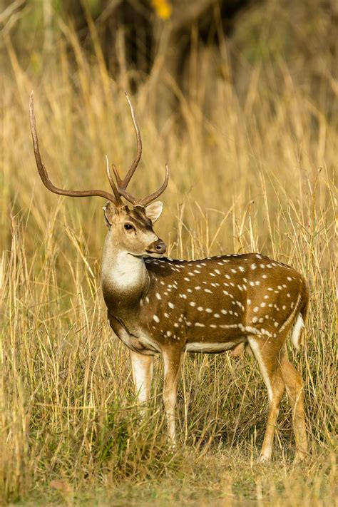 Spotted Deer