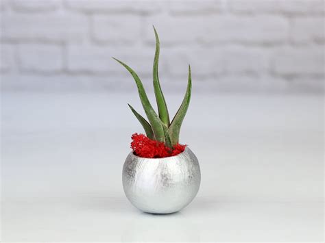 Wholesale Silver Painted Seed Pod And Tillandsia Air Plants Air Plant