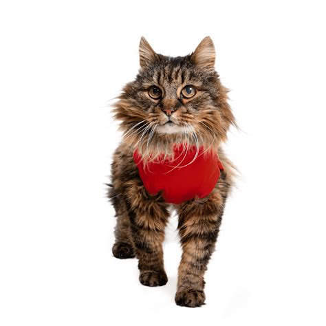 Medical Pet Shirt Katze Kaufen DrPetcare De Ihre Online Tierapotheke