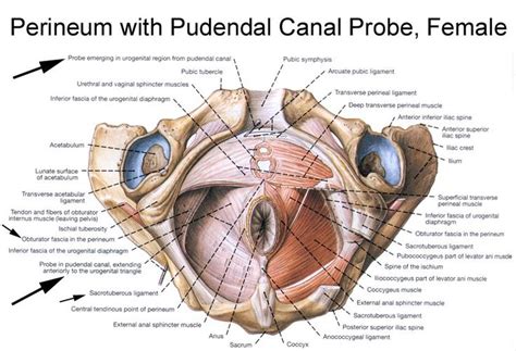 Alcock S Canal Proper Anatomical Name S Canalis Pudenalis Pudenal