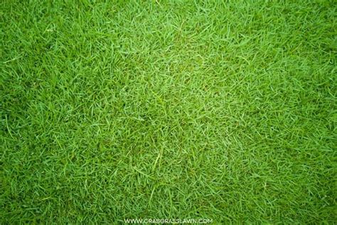 Golf Course Grass - 5 Types Of Grasses Used on Golf Courses (2025 ...